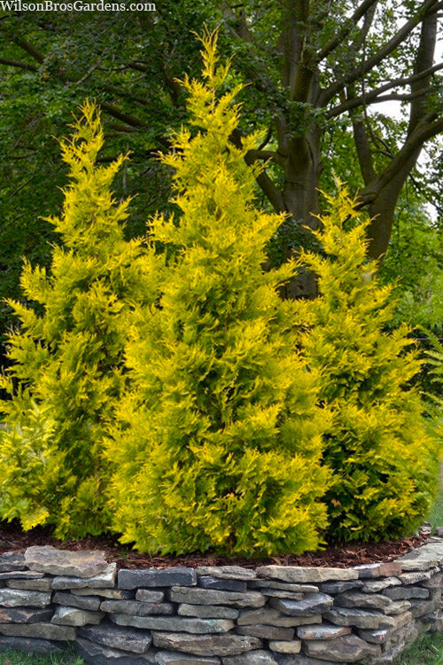  Yellow Ribbon Arborvitae (Thuja Occidentalis) - 3 Gallon Pot