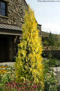  Golden Spire Arborvitae (Thuja) - 1 Gallon Pot