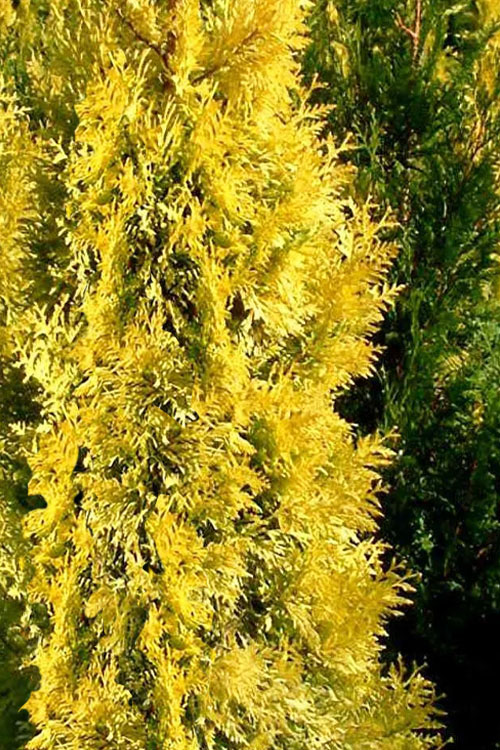  Golden Spire Arborvitae (Thuja) - 1 Gallon Pot