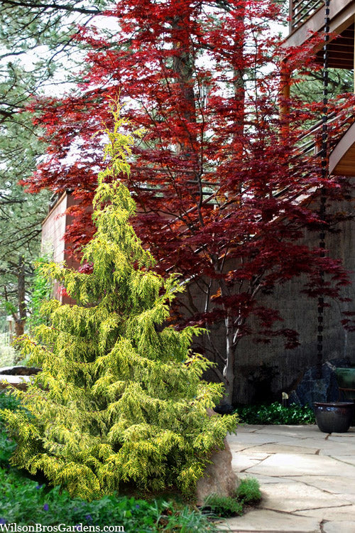  Lucky Find Arborvitae (Thuja Occidentalis) - 3 Gallon Pot
