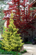  Lucky Find Arborvitae (Thuja Occidentalis) - 1 Gallon Pot