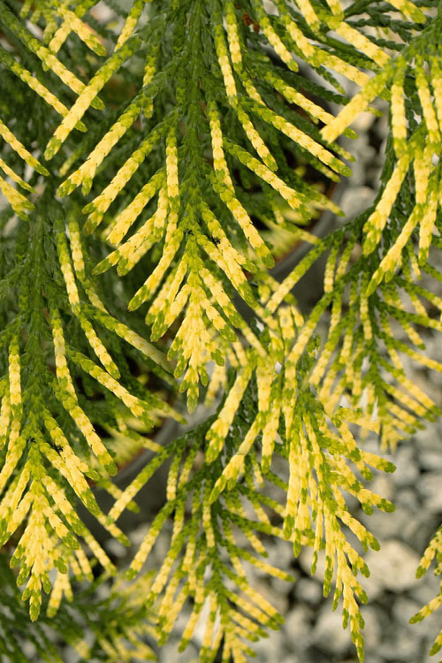  Lucky Find Arborvitae (Thuja Occidentalis) - 3 Gallon Pot
