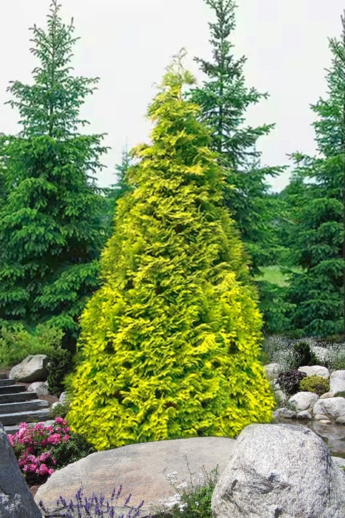  Sunshine Arborvitae (Thuja) - 1 Gallon Pot 