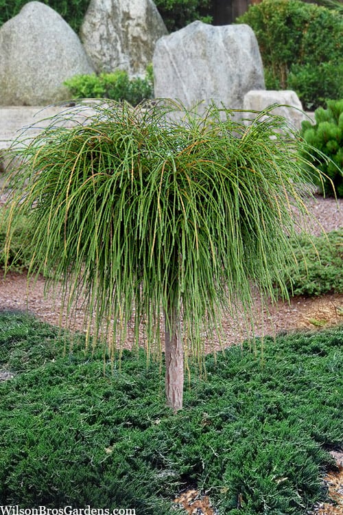  Whipcord Arborvitae (Single Trunk Topiary Tree) - 2 Gallon Pot