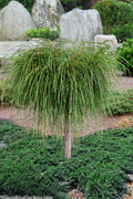  Whipcord Arborvitae (Single Trunk Topiary Tree) - 2 Gallon Pot