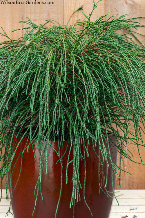  Whipcord Arborvitae (Thuja Plicata 'Whipcord') - 2 Gallon Pot