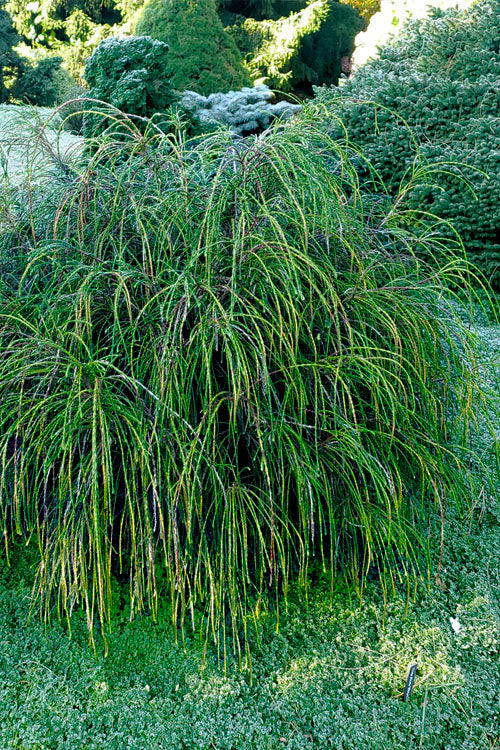  Whipcord Arborvitae (Thuja Plicata 'Whipcord') - 2 Gallon Pot