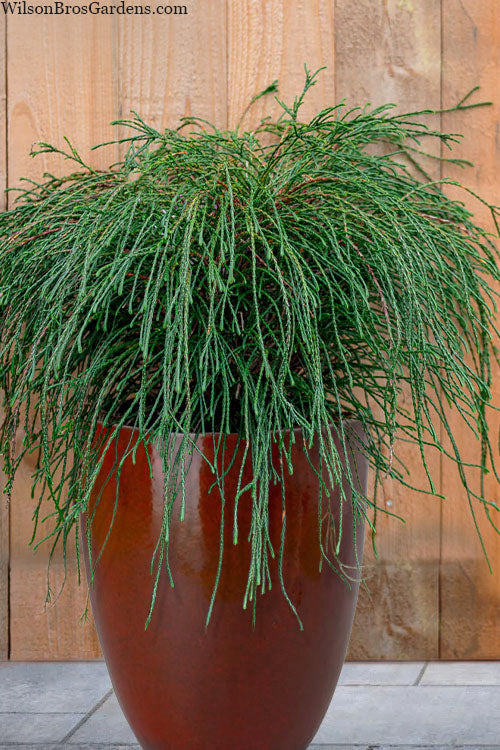  Whipcord Arborvitae - Thuja Plicata 'Whipcord' - 1 Gallon Pot