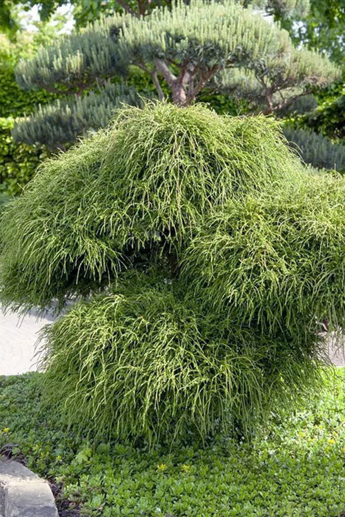  Whipcord Arborvitae - Thuja Plicata 'Whipcord' - 1 Gallon Pot