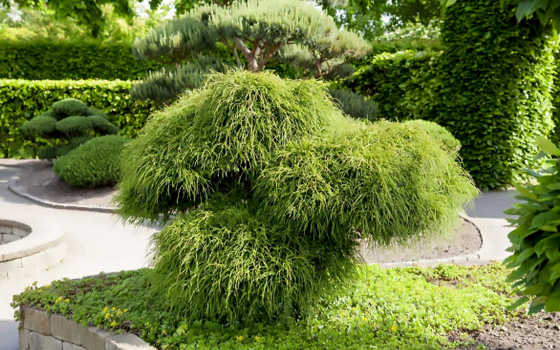  Whipcord Arborvitae - Thuja Plicata 'Whipcord' - 1 Gallon Pot