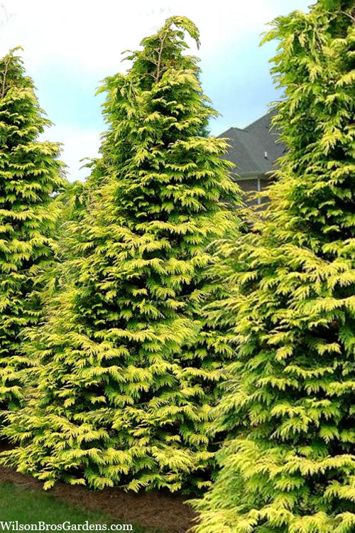  Zebrina Extra Gold Arborvitae (Western Red Cedar) - 1 Gallon Pot
