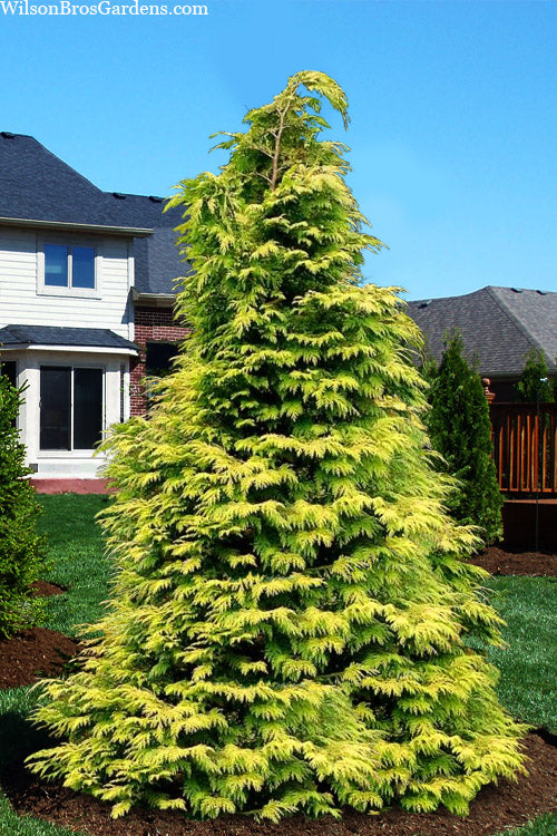  Zebrina Extra Gold Arborvitae (Western Red Cedar) - 1 Gallon Pot