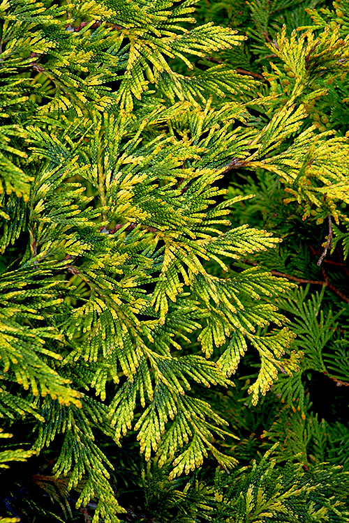  Zebrina Extra Gold Arborvitae (Western Red Cedar) - 1 Gallon Pot
