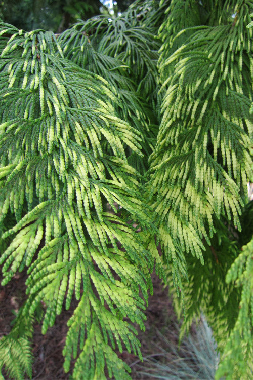  Zebrina Giant Arborvitae (Western Red Cedar) - 2 Gallon Pot