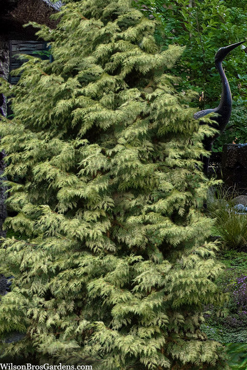  Zebrina Giant Arborvitae (Western Red Cedar) - 2 Gallon Pot