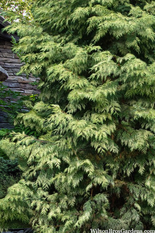 Zebrina Giant Arborvitae (Western Red Cedar) - 2 Gallon Pot