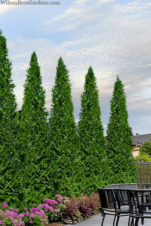  Steeplechase Arborvitae (Thuja) - 6 Pack Of 1 Gallon Pots