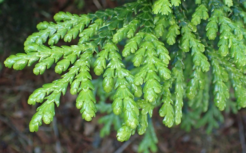  Jurassic Park Thujopis (Hiba Arborvitae) - 7 Gallon Pot (4-5')