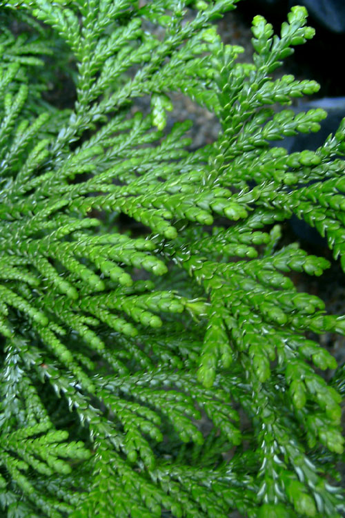  Jurassic Park Thujopis (Hiba Arborvitae) - 1 Gallon Pot