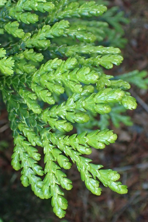  Jurassic Park Thujopis (Hiba Arborvitae) - 1 Gallon Pot