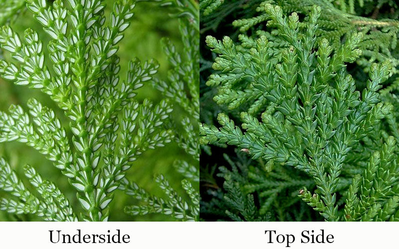  Jurassic Park Thujopis (Hiba Arborvitae) - 7 Gallon Pot (4-5')
