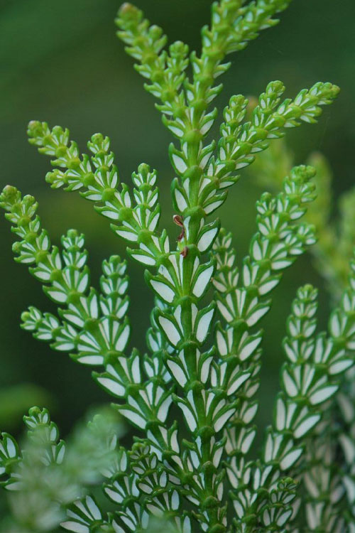  Jurassic Park Thujopis (Hiba Arborvitae) - 7 Gallon Pot (4-5')