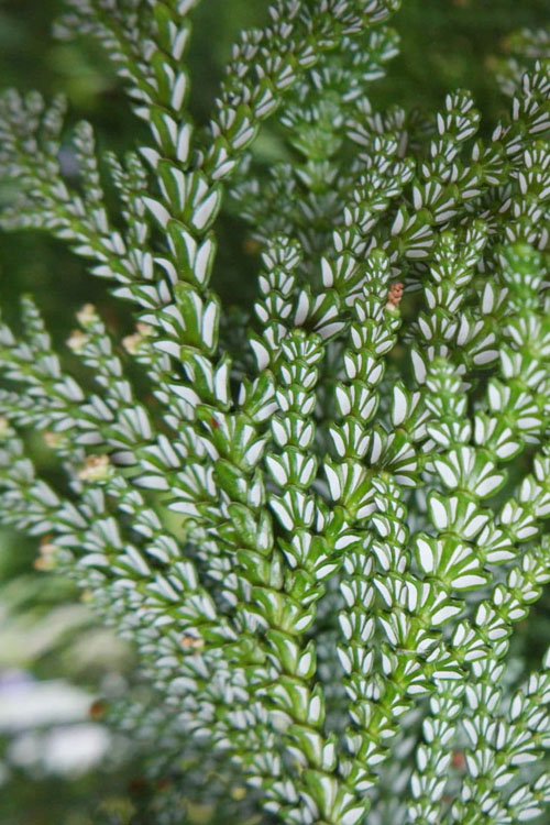  Jurassic Park Thujopis (Hiba Arborvitae) - 1 Gallon Pot