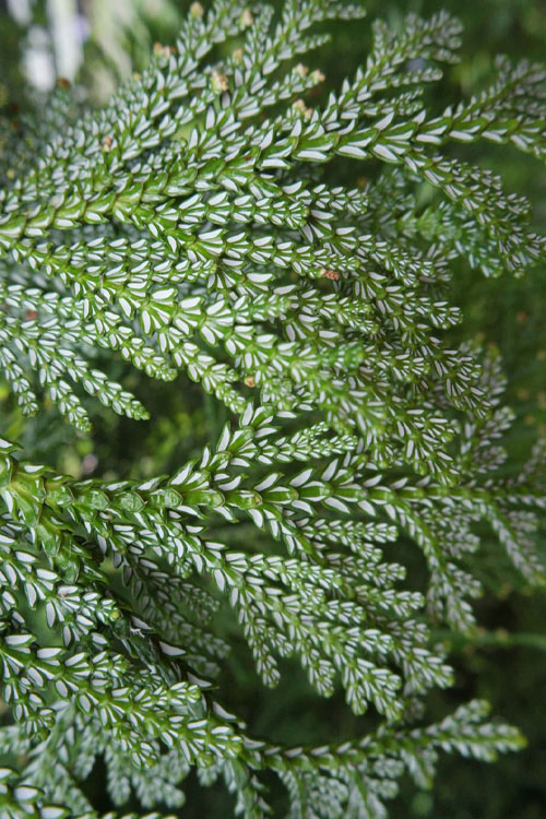  Jurassic Park Thujopis (Hiba Arborvitae) - 7 Gallon Pot (4-5')