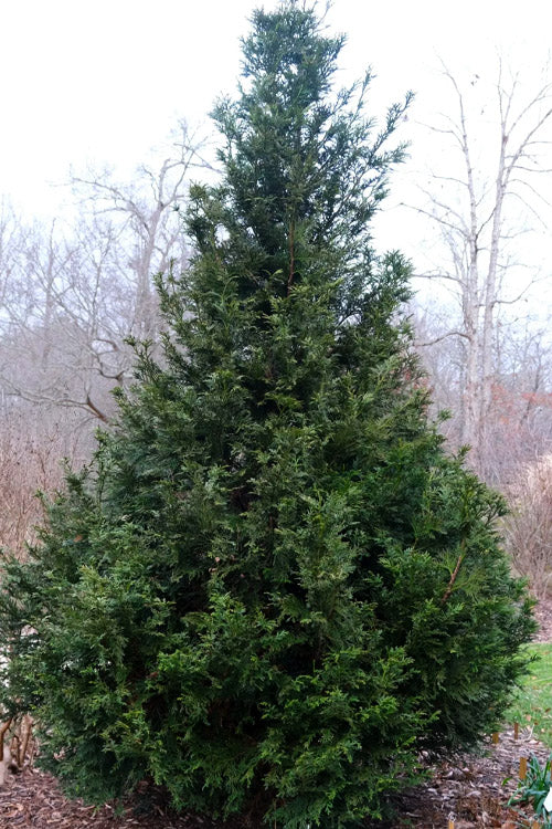  Jurassic Park Thujopis (Hiba Arborvitae) - 1 Gallon Pot
