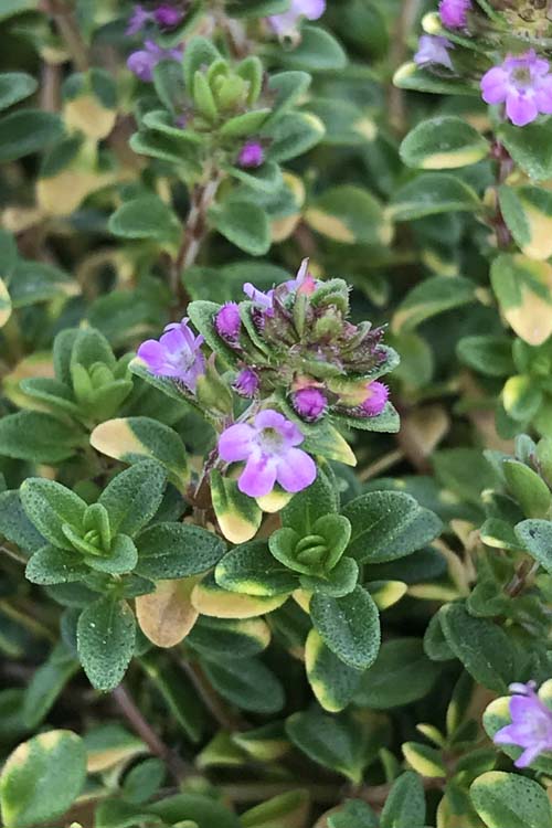  Doone Valley Thyme - 6 Pack Of Pint Pots