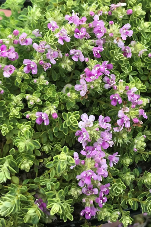  Highland Cream Creeping Thyme - 5 Pack Of Quart Pots