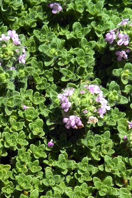  Leprechaun Creeping Thyme - 6 Pack Of Pint Pots
