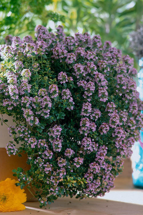  Doone Valley Thyme - 6 Pack Of Pint Pots