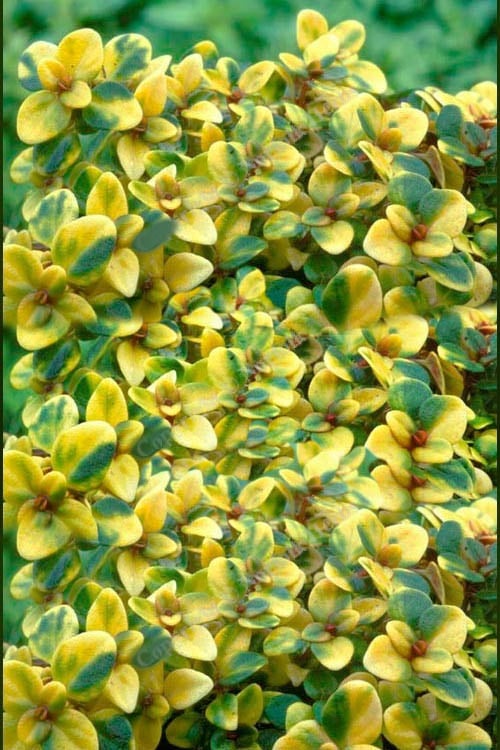  Doone Valley Thyme - 6 Pack Of Pink Pots