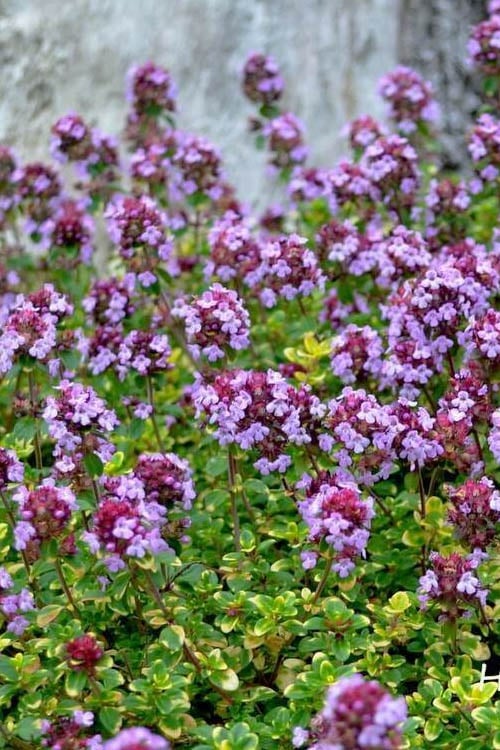 Doone Valley Thyme - 6 Pack Of Pink Pots