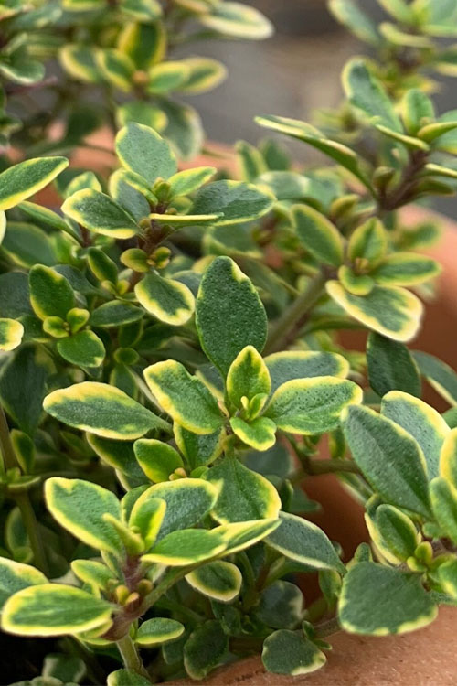  Golden Lemon Thyme (Thymus Citriodorus 'Aurea') - 6 Pack Of Pint Pots