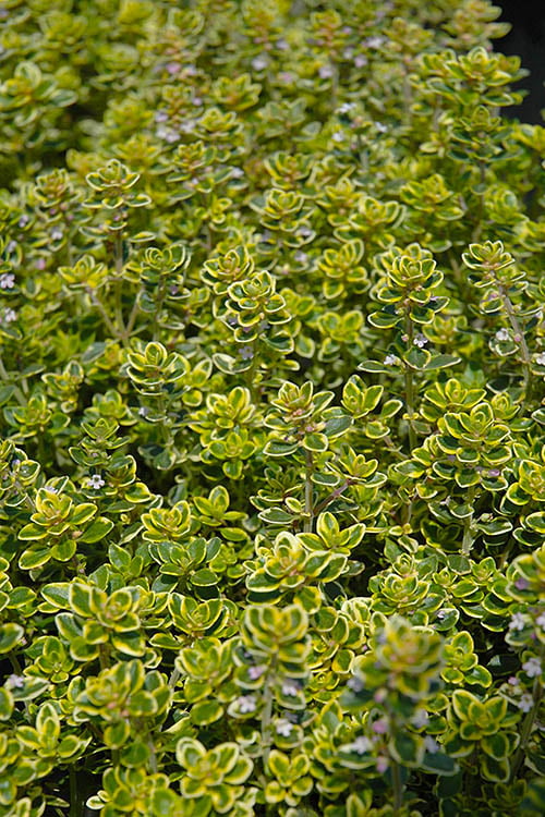  Golden Lemon Thyme (Thymus Citriodorus 'Aurea') - 6 Pack Of Pint Pots