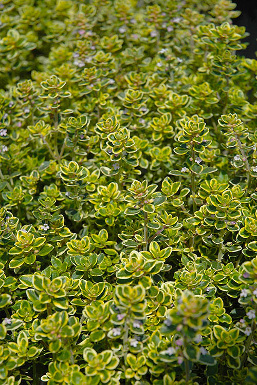  Golden Lemon Thyme (Thymus Citriodorus 'Aurea') - 6 Pack Of Pint Pots