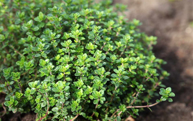  Lemon Thyme (Thymus Citriodorus) - 6 Pack Of Pint Pots