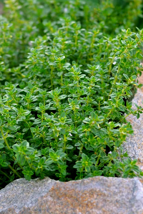  Lemon Thyme (Thymus Citriodorus) - 6 Pack Of Pint Pots