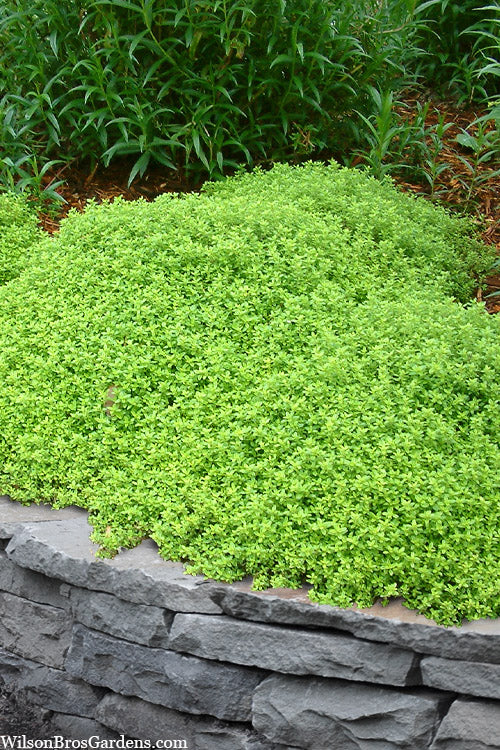  Lime Thyme (Thymus Citriodorus)- 5 Pack Of Pint Pots