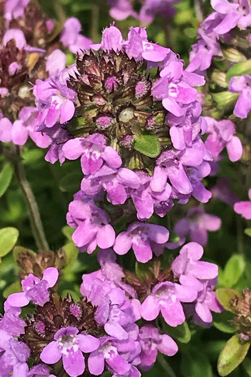  Lime Thyme (Thymus Citriodorus)- 5 Pack Of Pint Pots
