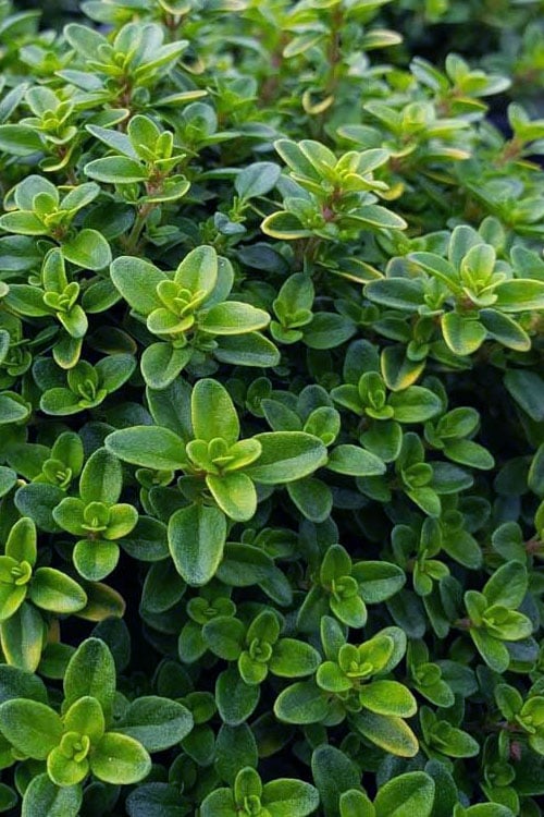  Lemon Creeping Thyme - 5 Pack Of Quart Pots