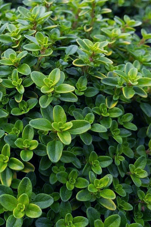  Lemon Creeping Thyme - 6 Pack Of Pint Pots