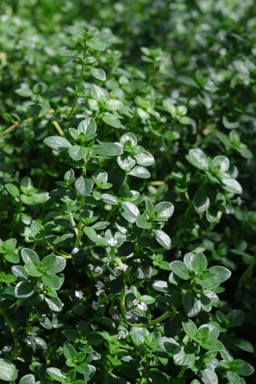  Lemon Creeping Thyme - 6 Pack Of Pint Pots