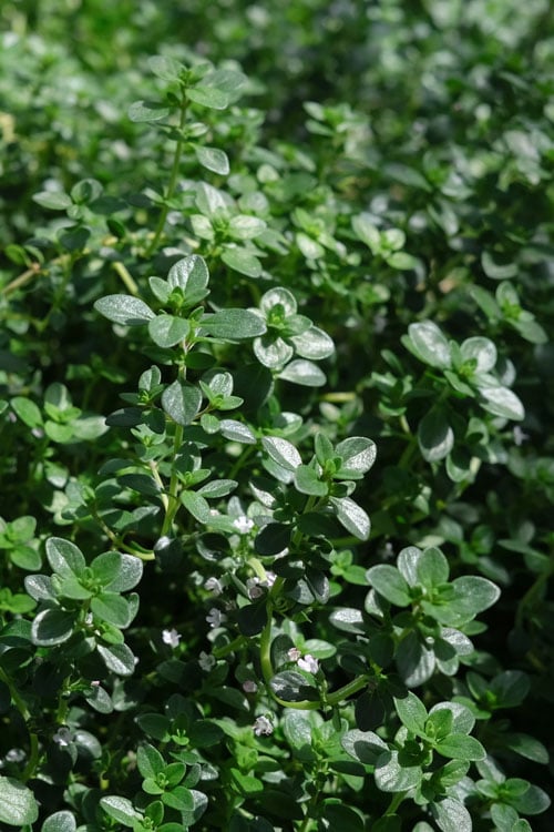  Lemon Creeping Thyme - 5 Pack Of Quart Pots
