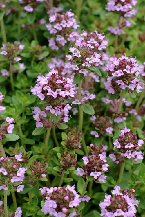  Lemon Creeping Thyme - 6 Pack Of Pint Pots