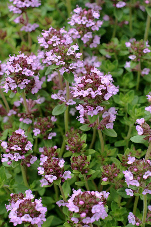  Lemon Creeping Thyme - 5 Pack Of Quart Pots