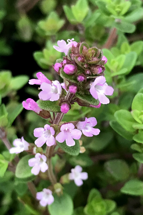  Lemon Creeping Thyme - 6 Pack Of Pint Pots