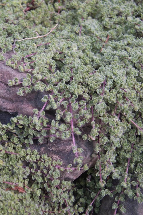  Woolly Creeping Thyme (Thymus Lanuginosis) - 5 Pack Of Pint Pots